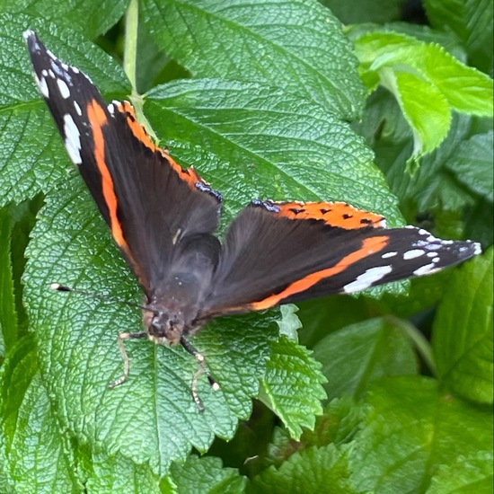 Vanessa atalanta: Animal in habitat Garden in the NatureSpots App