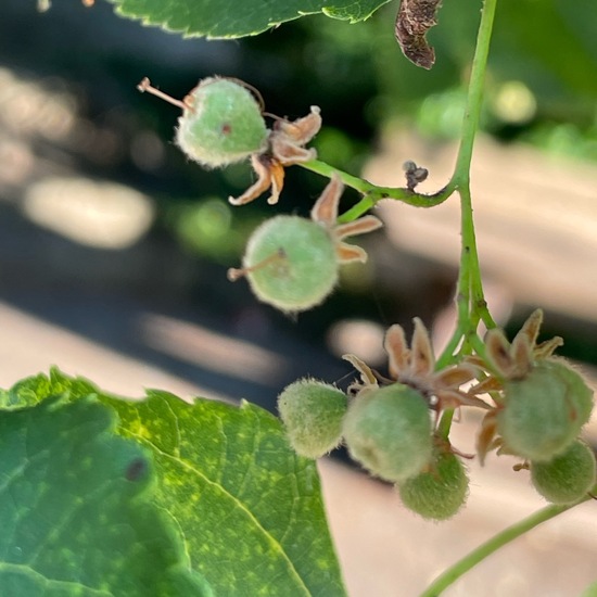 Tilia platyphyllos: Plant in habitat Park in the NatureSpots App