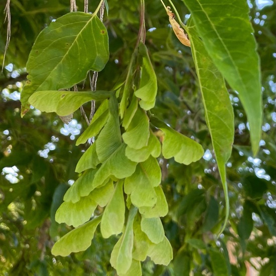 Acer negundo: Plant in habitat Park in the NatureSpots App