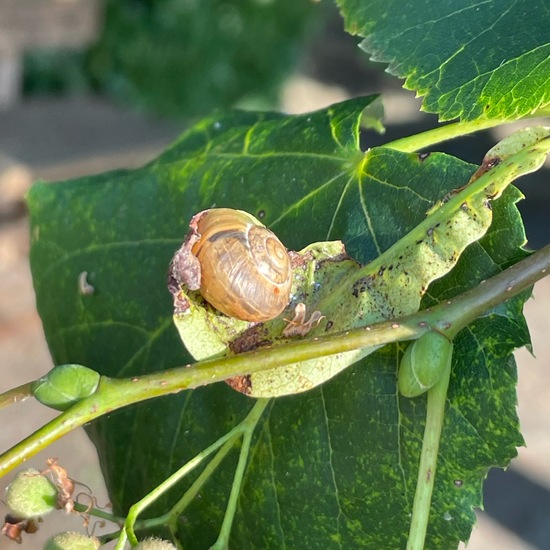 Cepaea: Animal in habitat Park in the NatureSpots App