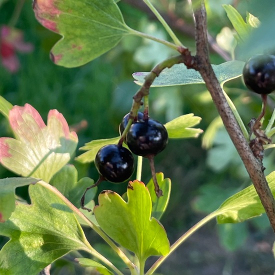 Ribes aureum: Plant in habitat Park in the NatureSpots App