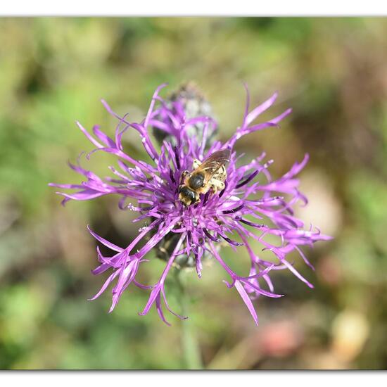 Halictus scabiosae: Animal in habitat Mountain meadows in the NatureSpots App