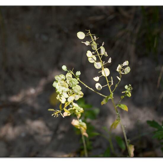 Thlaspi arvense: Plant in habitat Dune in the NatureSpots App