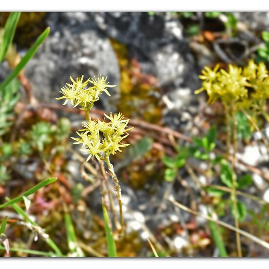 Sedum reflexum: Plant in habitat Mountain meadows in the NatureSpots App