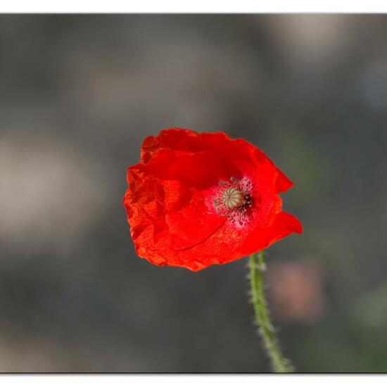 Papaver rhoeas: Plant in habitat Dune in the NatureSpots App