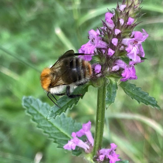 Bombus pascuorum: Animal in habitat Temperate forest in the NatureSpots App