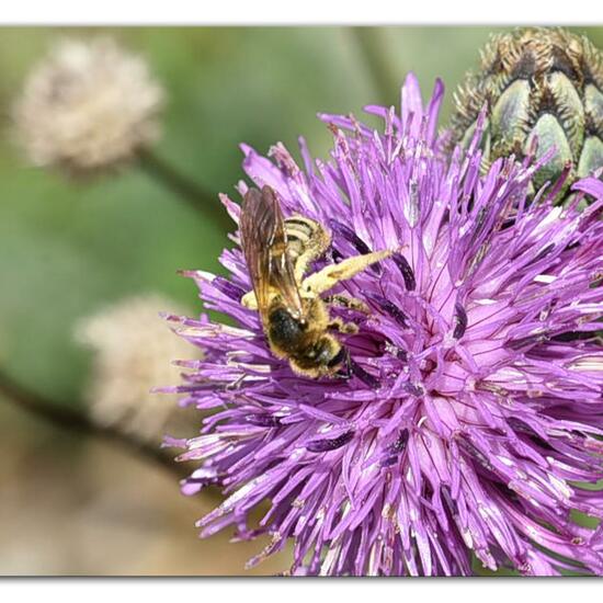 Halictus scabiosae: Animal in habitat Mountain meadows in the NatureSpots App