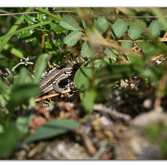 Podarcis muralis: Animal in habitat Mountain meadows in the NatureSpots App