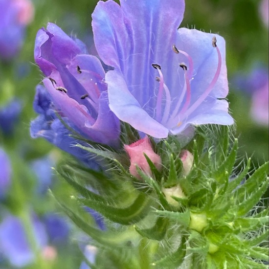 Echium plantagineum: Plant in habitat Garden in the NatureSpots App