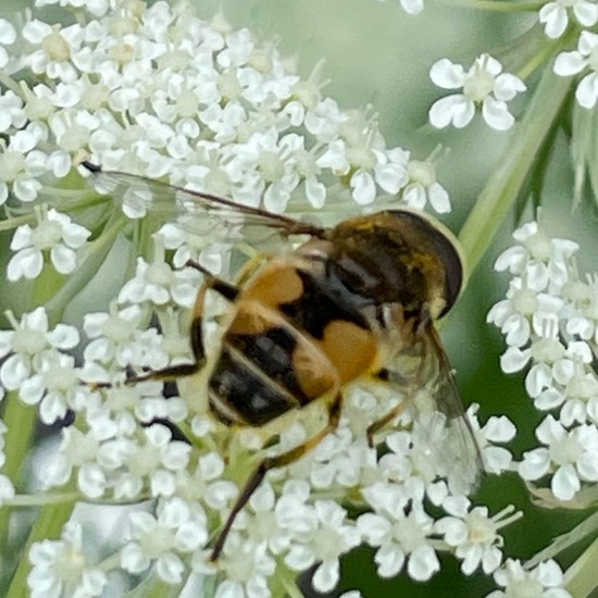 Eristalis arbustorum: Animal in habitat Agricultural meadow in the NatureSpots App