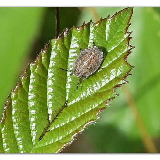 Dolycoris baccarum: Animal in habitat Mountain meadows in the NatureSpots App