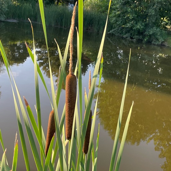 Typha latifolia: Plant in habitat Freshwater in the NatureSpots App