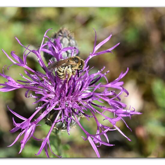 Halictus scabiosae: Animal in habitat Mountain meadows in the NatureSpots App