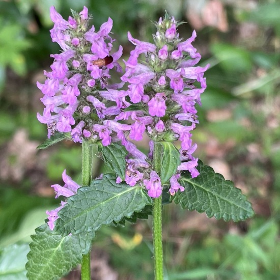 Stachys officinalis: Plant in habitat Temperate forest in the NatureSpots App