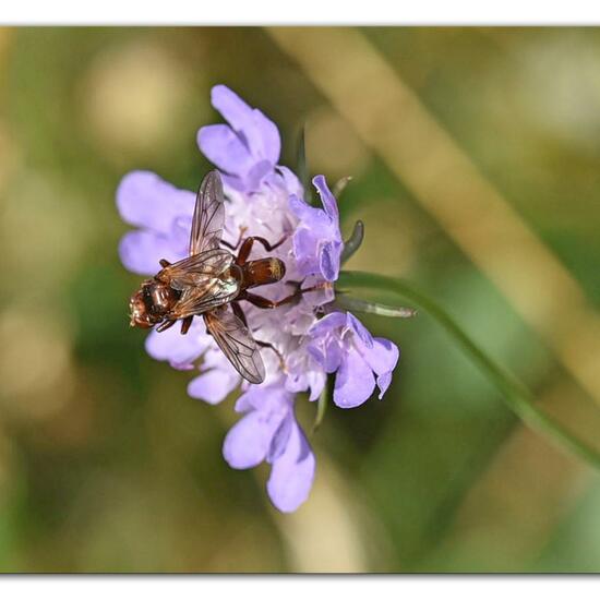 Sicus ferrugineus: Animal in habitat Mountain meadows in the NatureSpots App