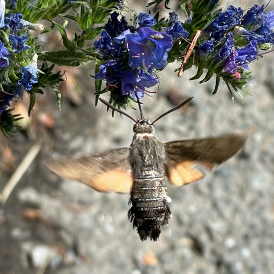 Macroglossum stellatarum: Animal in habitat Garden in the NatureSpots App