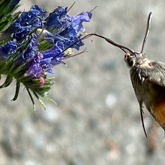 Macroglossum stellatarum: Animal in habitat Garden in the NatureSpots App