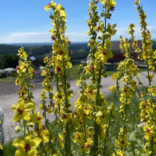 Dark Mullein: Plant in habitat Grassland in the NatureSpots App