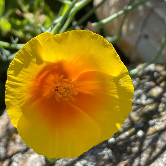 Eschscholzia californica: Plant in nature in the NatureSpots App