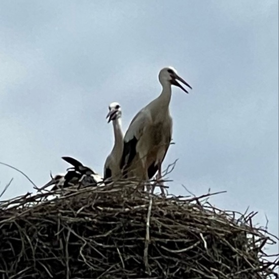 White stork: Animal in habitat City or Urban habitat in the NatureSpots App