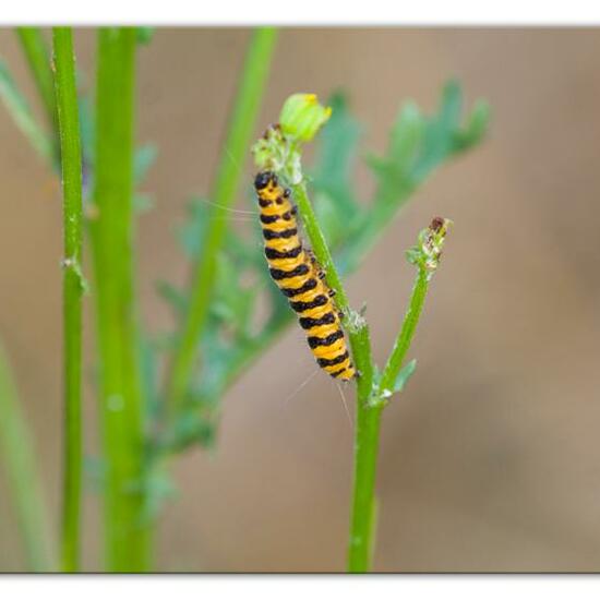 Cinnabar moth: Animal in habitat Natural Meadow in the NatureSpots App