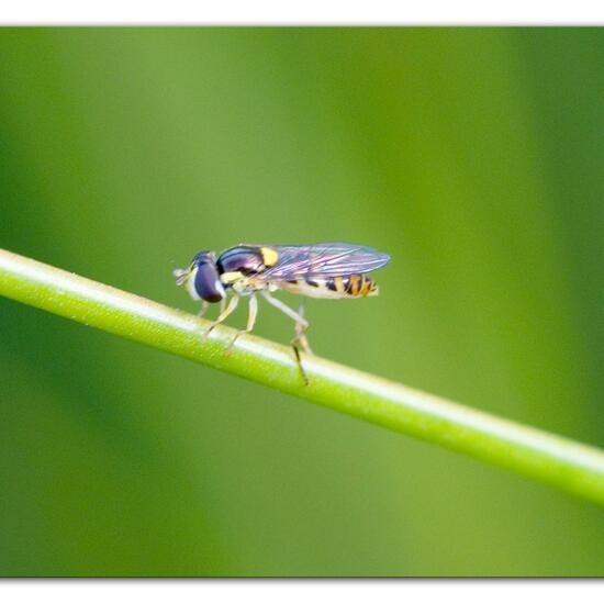 Sphaerophoria rueppelli: Animal in habitat Semi-natural grassland in the NatureSpots App