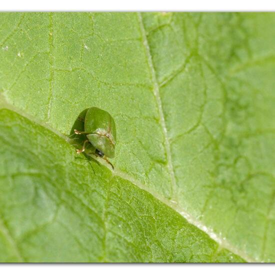 Thistle tortoise beetle: Animal in habitat Semi-natural grassland in the NatureSpots App