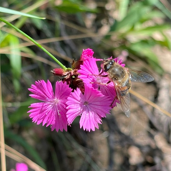 Dianthus carthusianorum: Plant in habitat Garden in the NatureSpots App