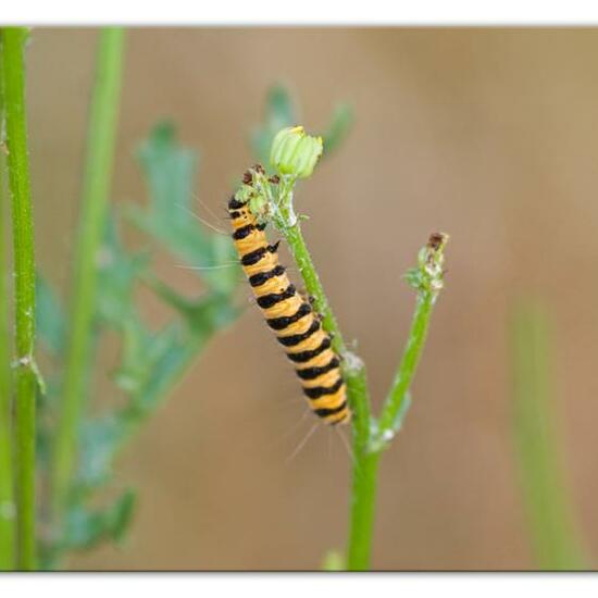 Cinnabar moth: Animal in habitat Natural Meadow in the NatureSpots App