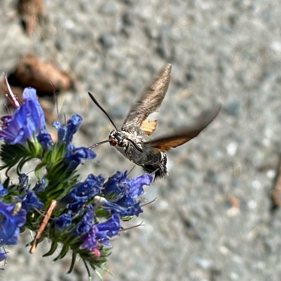 Macroglossum stellatarum: Animal in habitat Garden in the NatureSpots App