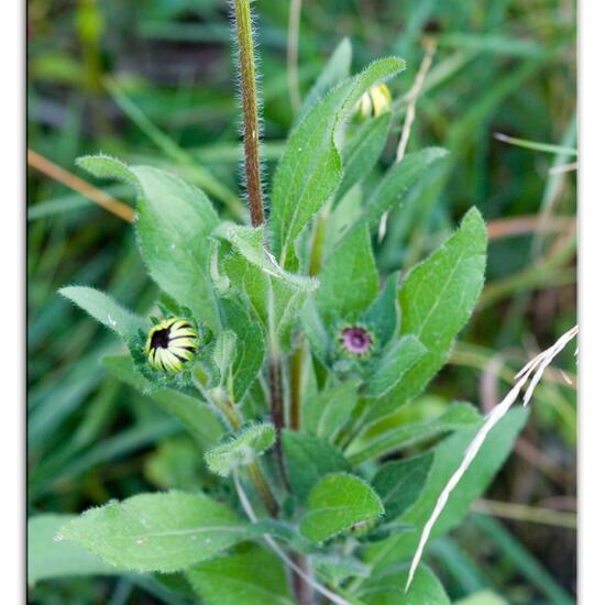 Rudbeckia hirta: Plant in habitat Grassland in the NatureSpots App