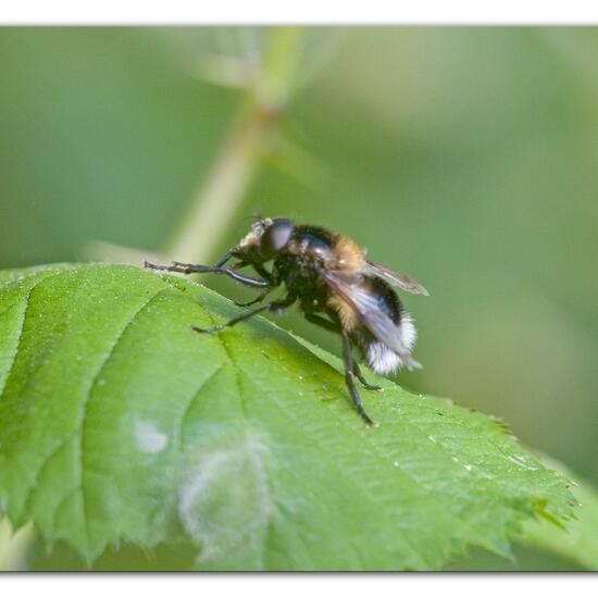 Volucella bombylans: Animal in habitat Semi-natural grassland in the NatureSpots App