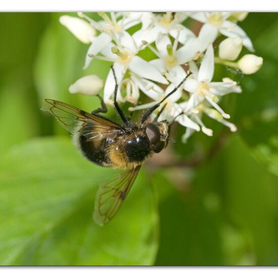 Volucella bombylans: Animal in habitat Semi-natural grassland in the NatureSpots App