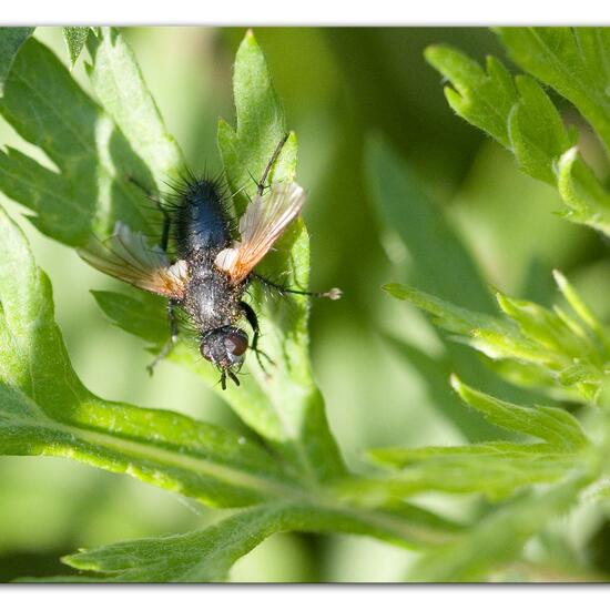 Zophomyia temula: Animal in habitat Semi-natural grassland in the NatureSpots App