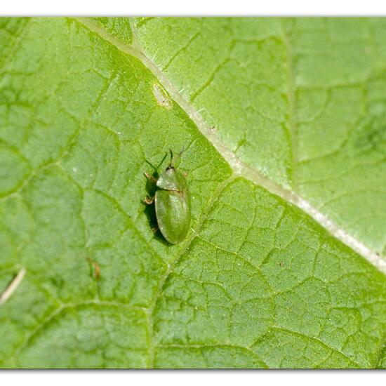 Thistle tortoise beetle: Animal in habitat Semi-natural grassland in the NatureSpots App