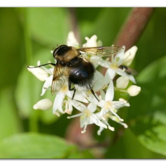 Volucella bombylans: Animal in habitat Semi-natural grassland in the NatureSpots App