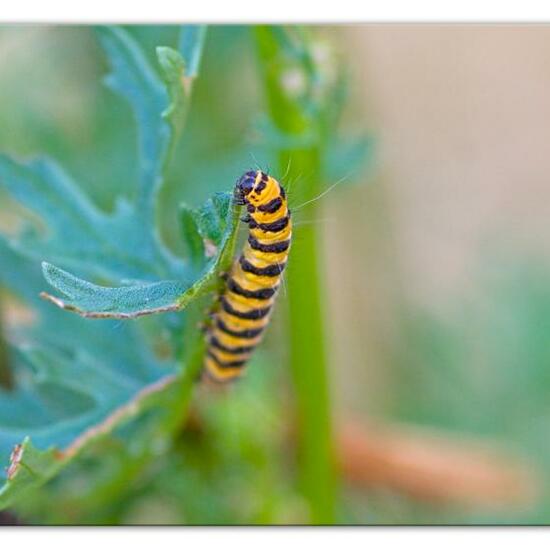 Cinnabar moth: Animal in habitat Natural Meadow in the NatureSpots App