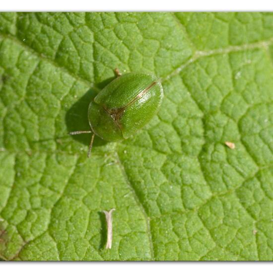 Thistle tortoise beetle: Animal in nature in the NatureSpots App