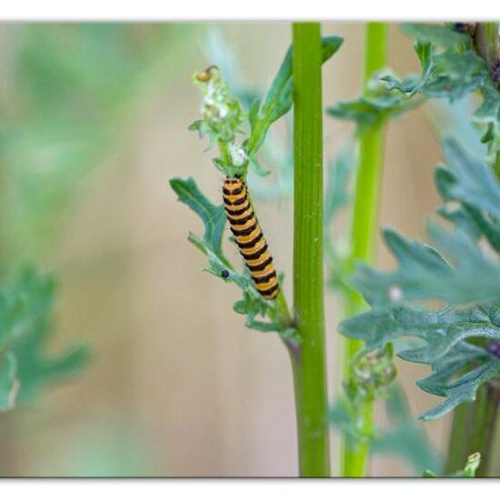 Cinnabar moth: Animal in habitat Natural Meadow in the NatureSpots App