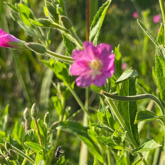 Epilobium hirsutum: Plant in habitat Freshwater in the NatureSpots App