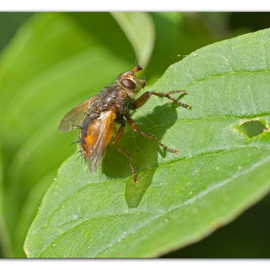 Volucella bombylans: Animal in habitat Semi-natural grassland in the NatureSpots App