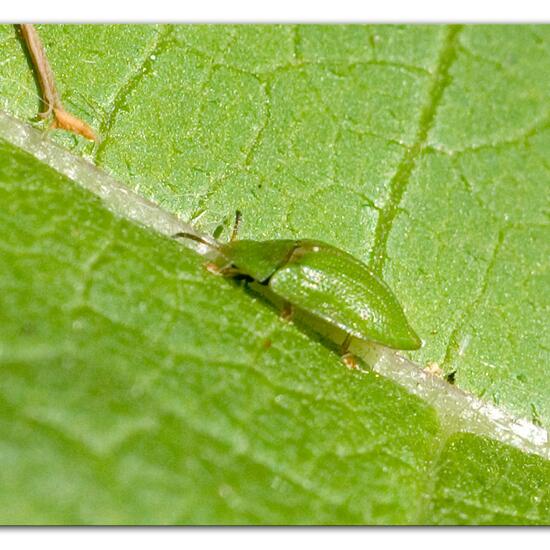 Thistle tortoise beetle: Animal in habitat Semi-natural grassland in the NatureSpots App