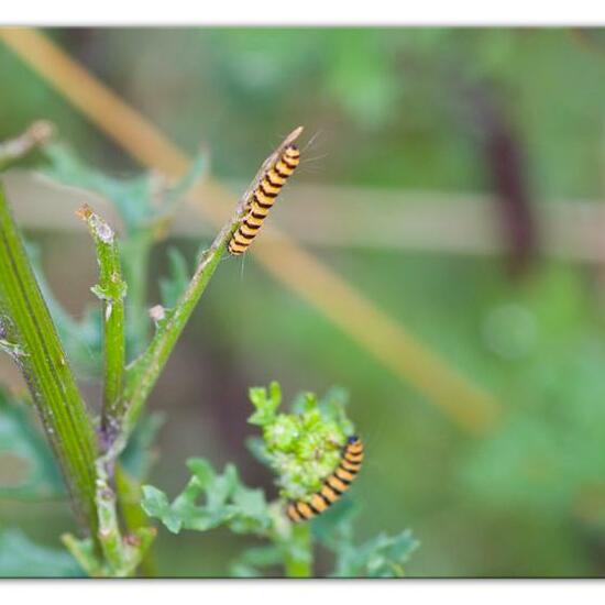 Cinnabar moth: Animal in habitat Natural Meadow in the NatureSpots App