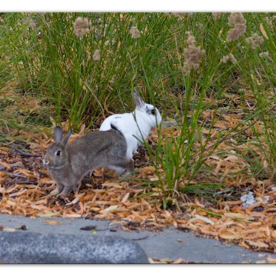 Leporidae: Animal in habitat Park in the NatureSpots App