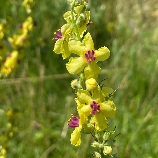 Dark Mullein: Plant in habitat Grassland in the NatureSpots App