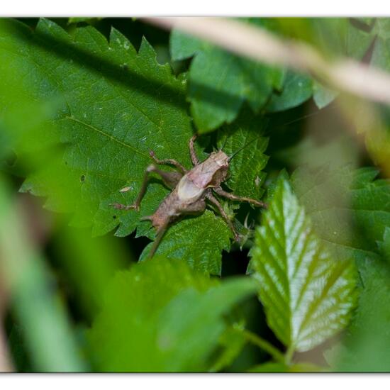 Dark bush-cricket: Animal in habitat Natural Meadow in the NatureSpots App