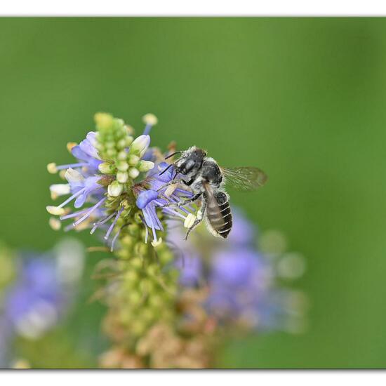 Megachile rotundata: Animal in habitat Park in the NatureSpots App