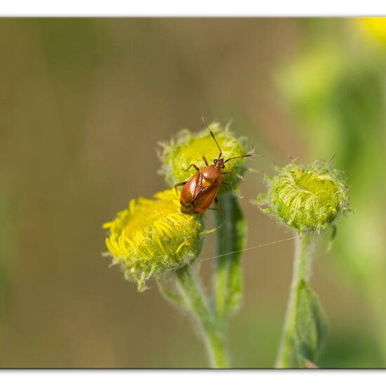 Deraeocoris ruber: Animal in habitat Natural Meadow in the NatureSpots App