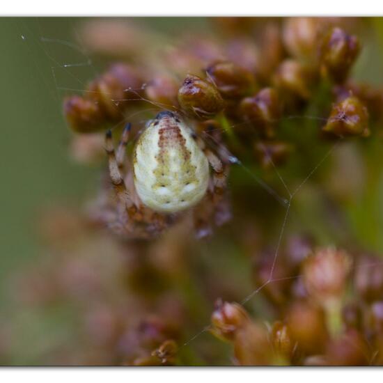 Araneus quadratus: Animal in habitat Natural Meadow in the NatureSpots App