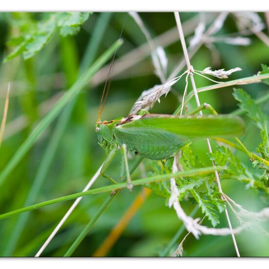 Tettigonia viridissima: Animal in nature in the NatureSpots App